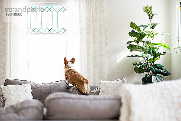 Corgi-Hund steht auf Sofakissen und schaut drinnen aus dem Fenster