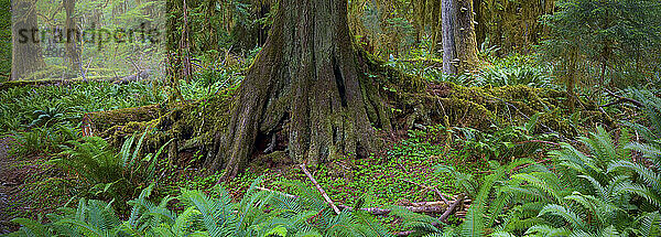 Überwucherung im Hoh-Regenwald des Olympic National Park  Washington.