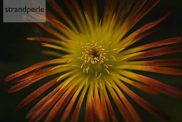 Nahaufnahme einer orangefarbenen und gelben Blume