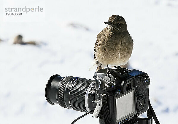 Ein Vogel  der vor der Kamera hockt