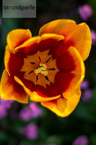 schöne Tulpe