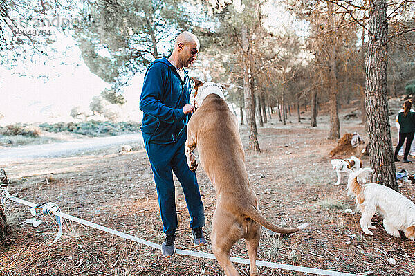 Mann beim Highlinen mit seinem Pitbull und anderen Hunden im Wald mit Freunden