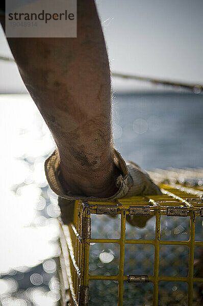 Lobsterman Hand auf Falle  Casco Bay  Maine.