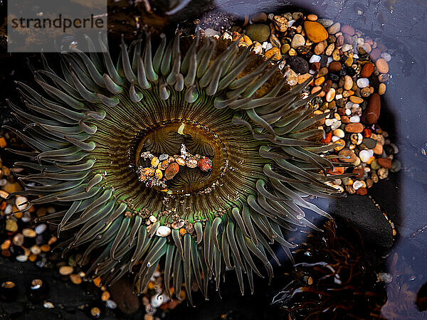 Nahaufnahme einer Seeanemone im Gezeitenbecken