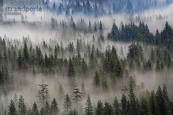 LÖSENDER NEBEL ÜBER DEN BAUMWIPPEN SÄUMEN DES YOSEMITE VALLEY IM YOSEMITE NATIONAL PARK  KALIFORNIEN; WINTER 2007