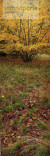 Herbstlaub im Yosemite-Nationalpark  Kalifornien im Herbst 2010