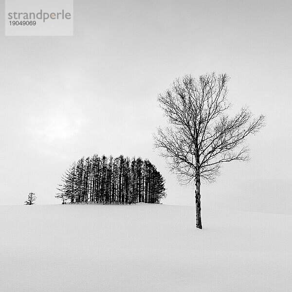 Bäume im Schnee am Mild Seven Hill  Biei  Hokkaido  Japan