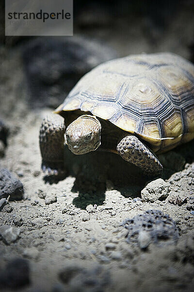 Nahaufnahme einer Wüstenschildkröte (Gopherus agassizii)  ausgestellt in einem Besucherzentrum.