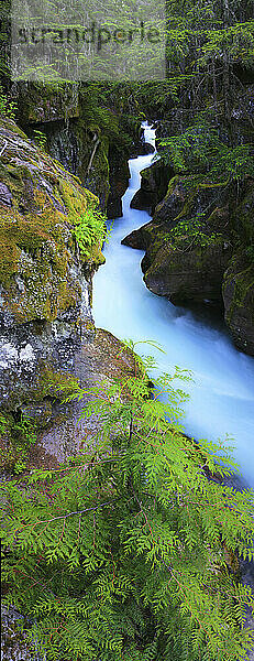 Lawinenschlucht entlang des Trail of the Cedars im Glacier National Park  Montana  USA.