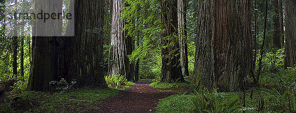 Bewaldeter Wanderweg im Redwood-Nationalpark in Nordkalifornien im Frühsommer 2010.