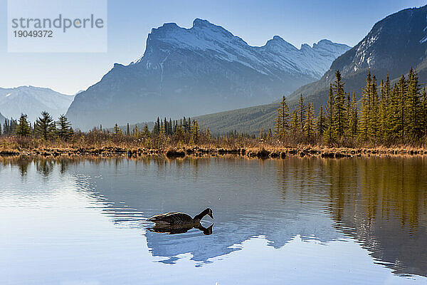 Canada Goose schwimmt auf dem ruhigen Vermillion Lake