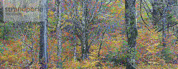 Herbstlaub bedeckt die Landschaft des North Cascades National Park im Norden Washingtons.