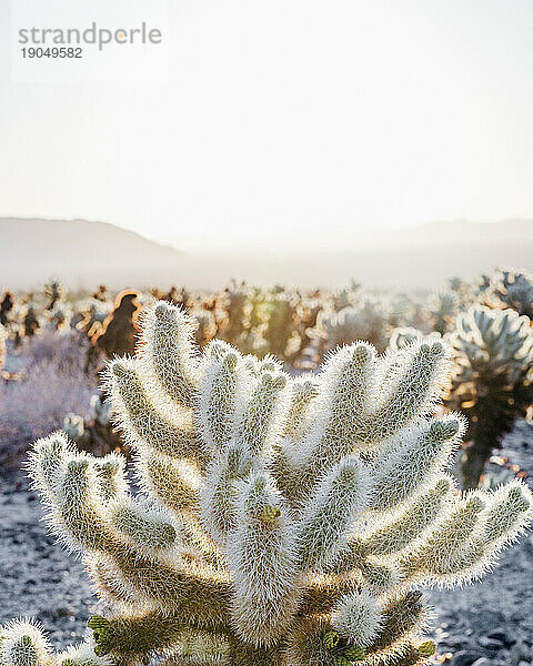 Cholla entlang des Cholla Cactus Garden Trail im Joshua Tree National Park.