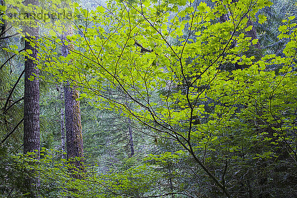 Detailbild des üppigen grünen Waldes der Columbia River Gorge National Scenic Area im Norden Oregons  USA; Juli 2009.