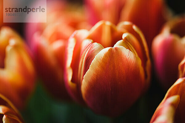 Nahaufnahme einer wunderschönen orangefarbenen Tulpe in einem Blumenbeet.