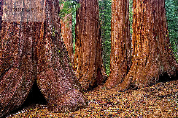 Riesige Mammutbäume ragen über dem Mariposa Grove of Big Trees im Yosemite-Nationalpark  Kalifornien  USA; Frühjahr 2004.