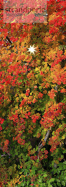 Rote und goldene Herbstblätter mit Sunburst-Stern im Yosemite-Nationalpark im Herbst 2010