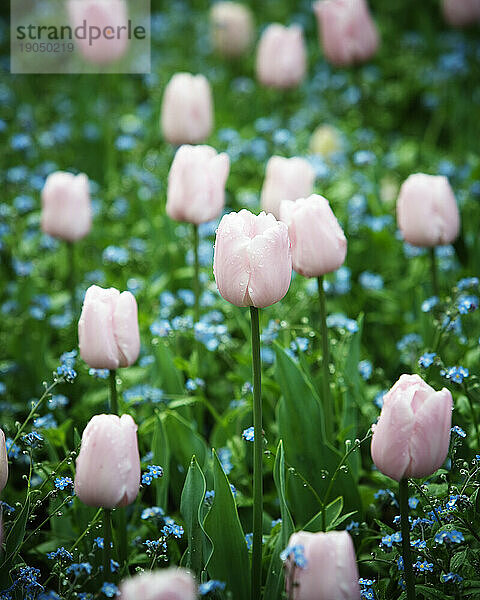 Rosa Tulpen.