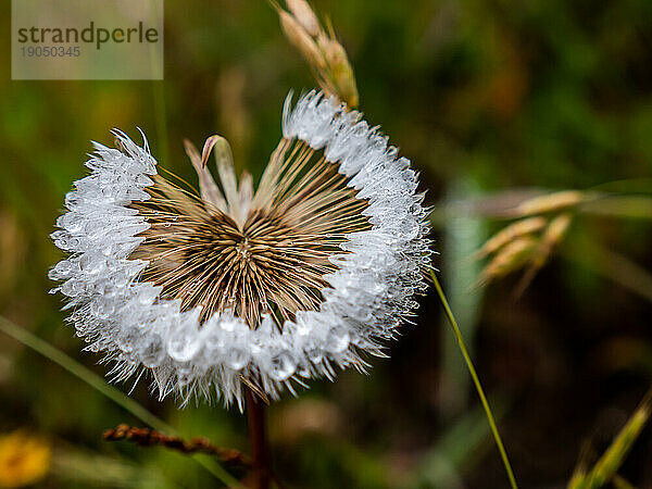 Detail der Samenblume mit Wassertropfen