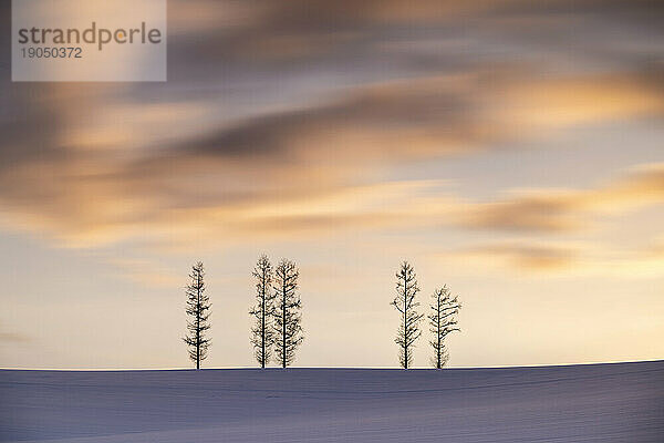 Bäume im Schnee bei Mild Seven Hills während eines dramatischen Sonnenuntergangs  Biei  Hokkaido  Japan