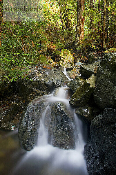 Fließendes Wasser an einem Bach im Muir Woods National Monument in Nordkalifornien in der Nähe von San Francisco; Herbst 2006