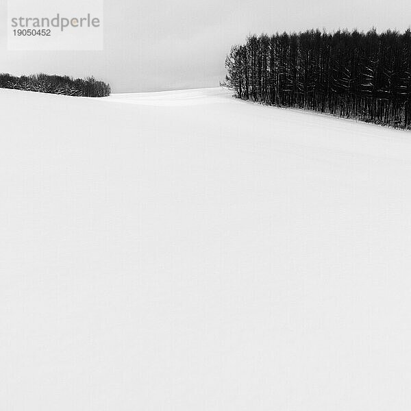 Wald im Schnee  Biei  Hokkaido  Japan