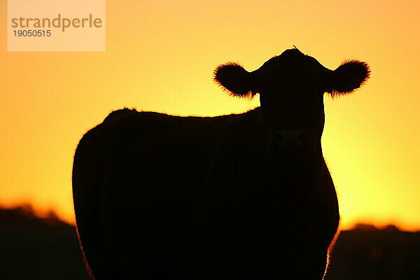 Silhouette einer Kuh bei Sonnenuntergang