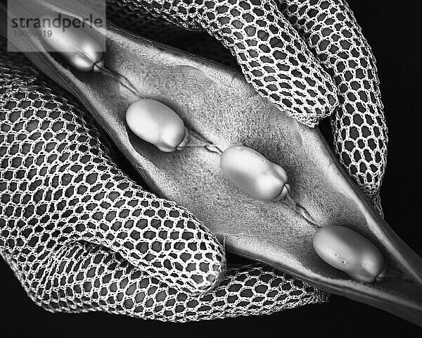 Ackerbohnen (Vicia fabaL.)  die von Händen in Strickhandschuhen in ihrer Schote geöffnet gehalten werden.
