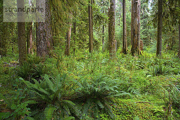 Der üppige Hoh-Regenwald des Olympic-Nationalparks liegt auf der Olympic-Halbinsel im Bundesstaat Washington.