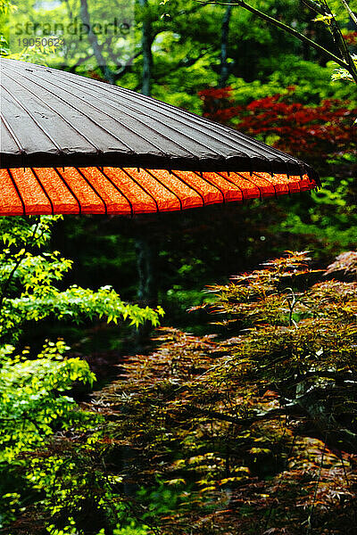 Ein traditioneller roter japanischer Sonnenschirm unter Ahornbäumen.