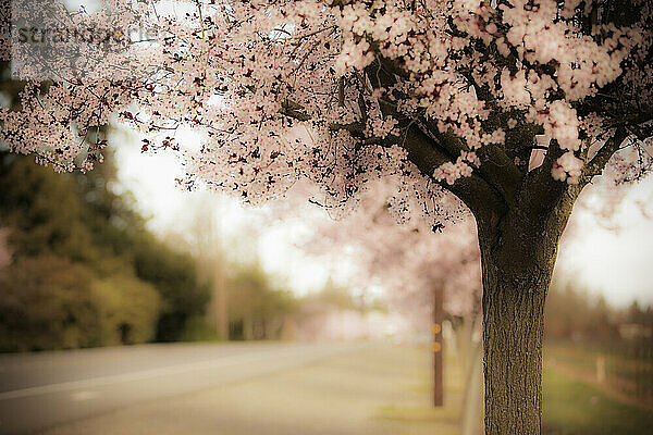 Pflaumenbaumblüten.