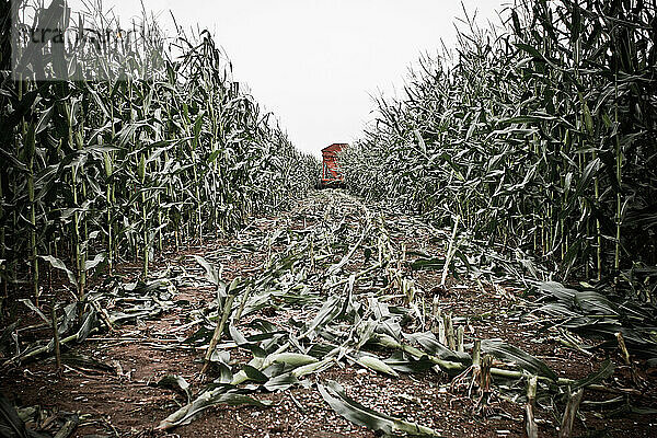 Ein Traktor rollt  indem er den Mais auf einer familiengeführten Milchfarm in Keymar  Maryland  in einem Arbeitsgang schneidet und häckselt.