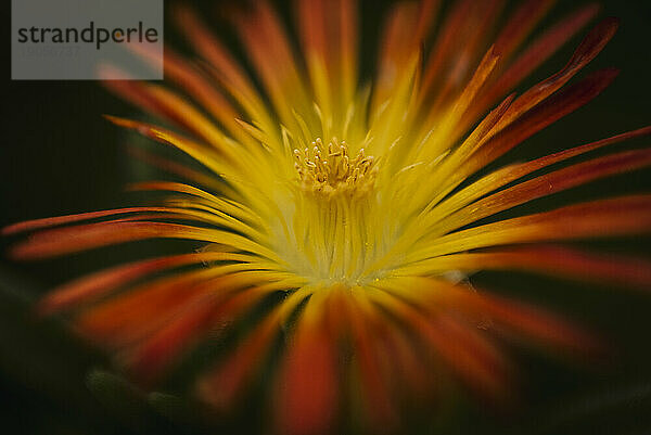 Nahaufnahme einer orangefarbenen und gelben Blume