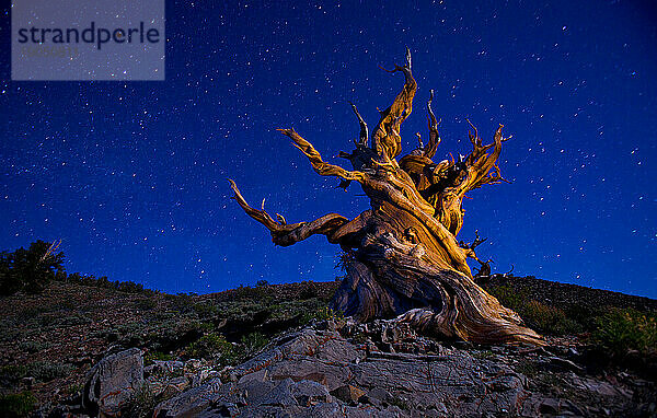 Der Ancient Bristlecone Pine Forest ist ein Schutzgebiet hoch in den White Mountains im Inyo County im Osten Kaliforniens.