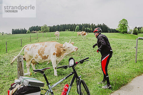 Ein Radfahrer mit einer Kuh in Deutschland