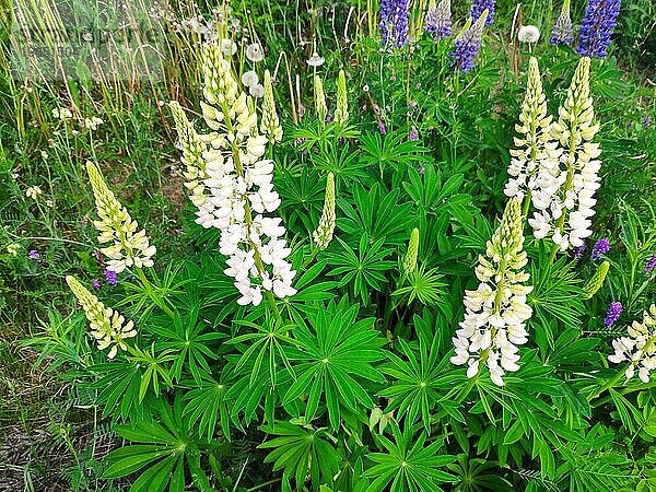 Weise Lupine (Lupinus polyphyllus)  Norwegen  Europa