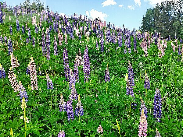 Hang mit Blühenden Lupinen (Lupinus polyphyllus)  Norwegen  Europa