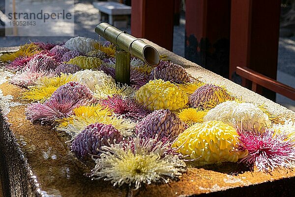 Hanach?zu  kunstvoll geschmücktes Wasserbecken mit Chrysanthemen-Blumen zur rituellen Reinigung  Tsurugaoka Hachiman-g? Shinto-Schrein  Kamakura  Kanagawa Präfektur