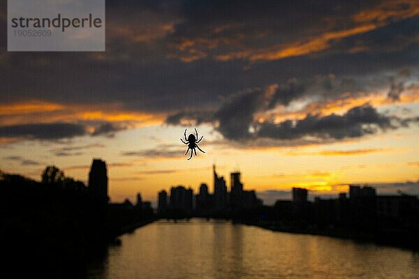 Die Sonne geht unter hinter der Frankfurter Bankenskyline.  Mainufer  Frankfurt am Main  Hessen  Deutschland  Spinne  Spinnennetz  Europa