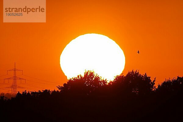 Die Sonne geht auf neben einigen Strommasten  während ein Vogel vorbei fliegt.  Frankfurt am Main  Hessen  Deutschland  Europa