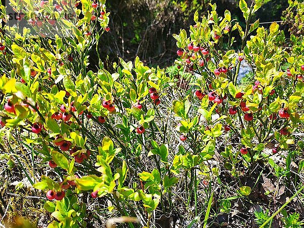 Waldheidelbeere (Vaccinium myrtillus) blühend  Norwegen  Europa