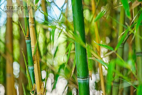 Bamboo Stämme und Blätter in der Bambushain Nahaufnahme auf sonnigen Tag Hintergrund