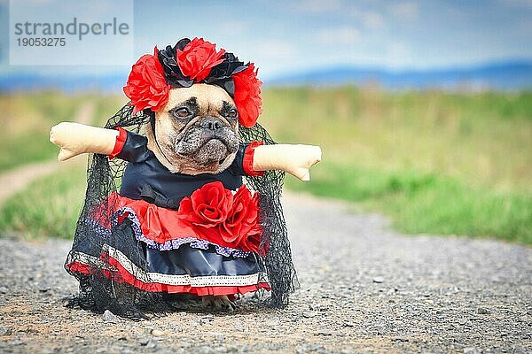 Französische Bulldogge im 'La Catrina' Halloweenkostüm mit rotem und schwarzem Kleid mit Rosenblüten und Spitzenschleier vom mexikanischen 'Los Muertos' Fest zum Tag der Toten