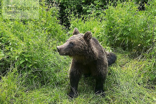 Erwachsener Europäischer Braunbär (Ursus arctos arctos)  Siebenbürgen  Karpaten  Rumänien  Europa