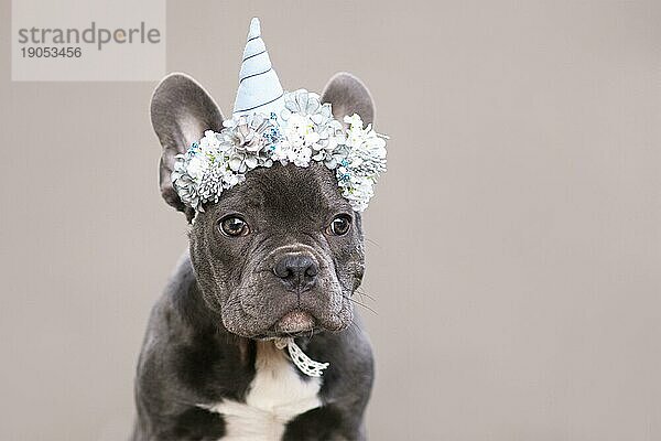 Porträt der jungen französischen Bulldogge Welpe trägt ein blaues Einhorn Horn Kostüm Stirnband mit Blumen auf grauem Hintergrund mit Kopie Raum