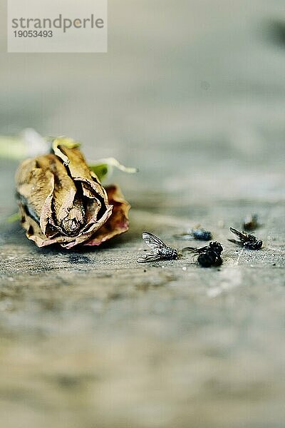 Stillleben  verblühte Rose und tote Fliegen liegen zusammen auf einem Holztisch und symbolisieren Vergänglichkeit  Nahaufnahme  Köln  Nordrhein-Westfalen  Deutschland  Europa