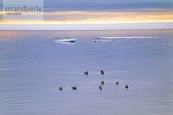 Schwarm mit Eissturmvogel in einer Meereslandschaft auf dem Meer bei Nordlicht  Svalbard  Norwegen  Europa