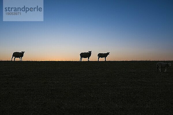 Schafe stehen auf einem Deich im Sonnenuntergang und blicken in die Kamera  Terschelling  Niederlande  Europa