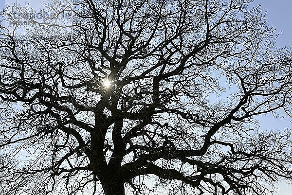 Baumkrone  Eiche (Quercus) im Gegenlicht mit Sonnenstern  blauer Himmel  Nordrhein-Westfalen  Deutschland  Europa