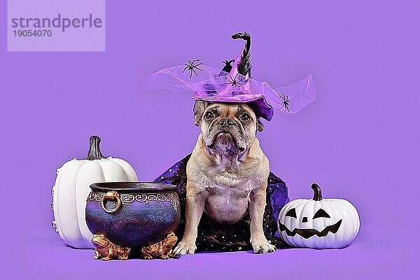 Französische Bulldogge Hund mit Halloweenkostüm Hexenhut neben Kessel und Kürbisse auf lila Hintergrund